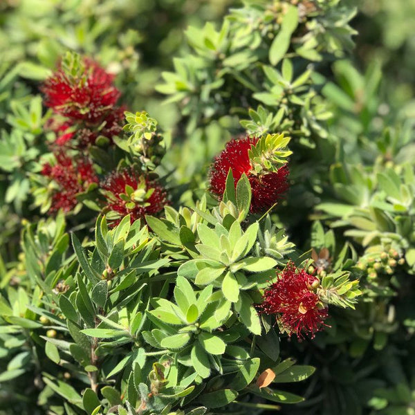 CALLISTEMON BETTER JOHN