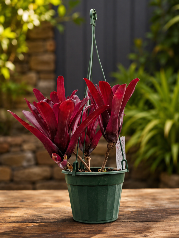 NEOREGELIA FIREBALL HANGER
