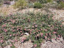 Load image into Gallery viewer, GREVILLEA CARPET LAYER 140MM Sydney&#39;s Plant Market
