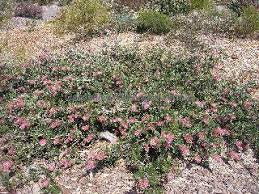 GREVILLEA CARPET LAYER 140MM Sydney's Plant Market