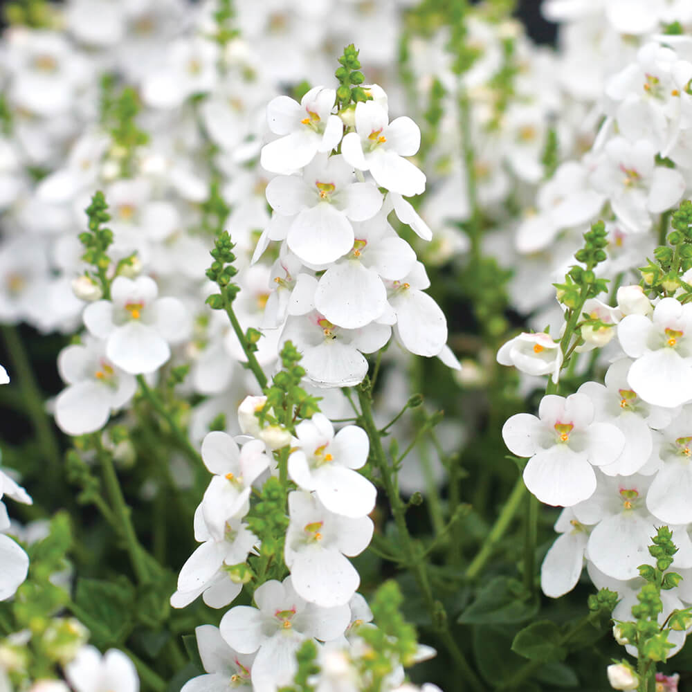 DIASCIA 'GRACE'