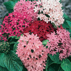 PENTAS MIXED
