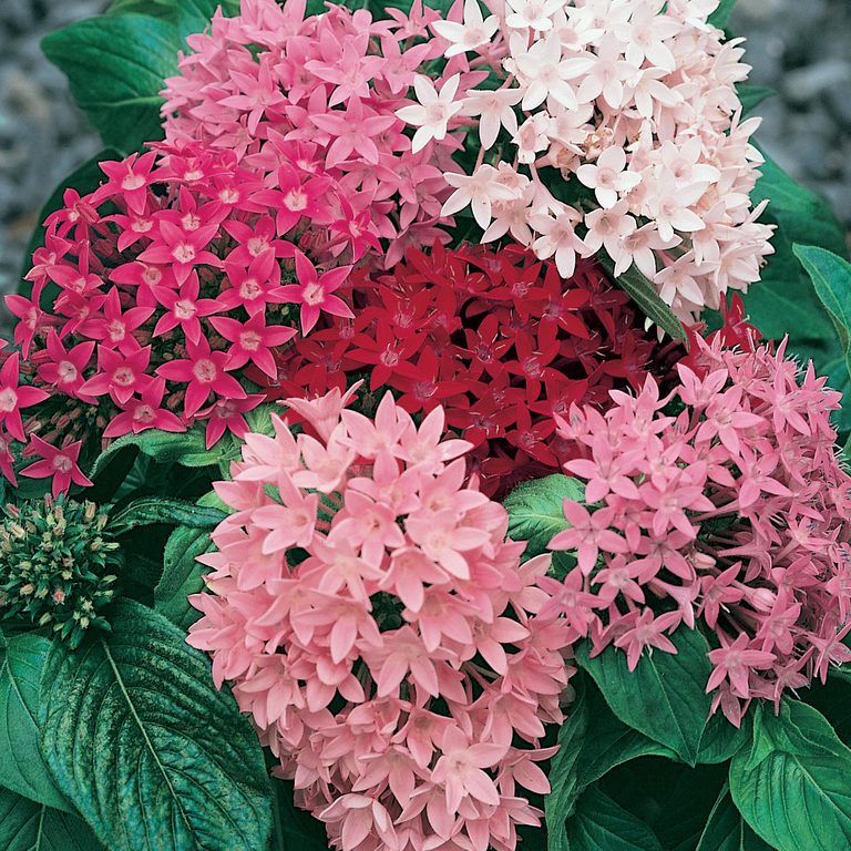 PENTAS MIXED 140MM Sydney's Plant Market