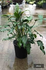 PHILODENDRON XANADU 200MM