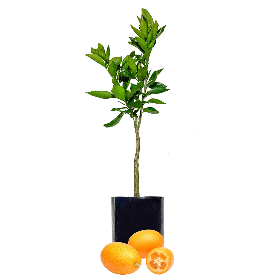 NAGAMI CUMQUAT Sydney's Plant Market