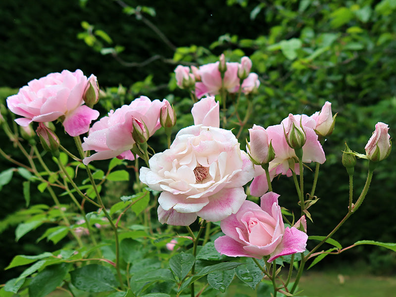 STANDARD BLUSHING PINK ICEBERG FLORIBUNDA ROSE