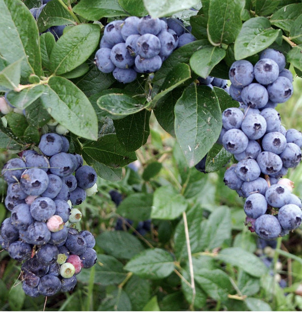 BLUEBERRY SUNSHINE BLUE