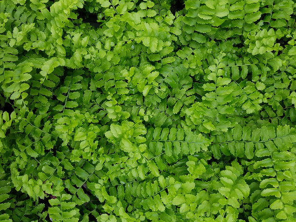 NEPHROLEPSIS POM POM
