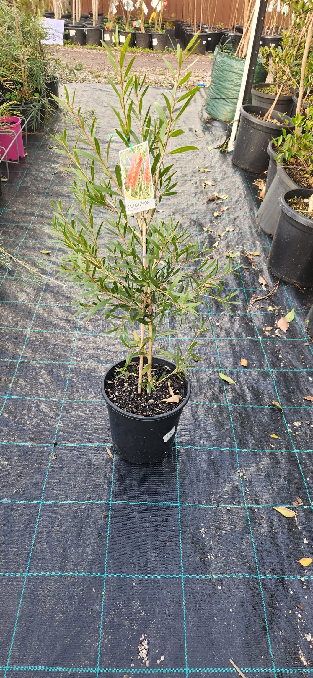 Callistemon Kings Park Special