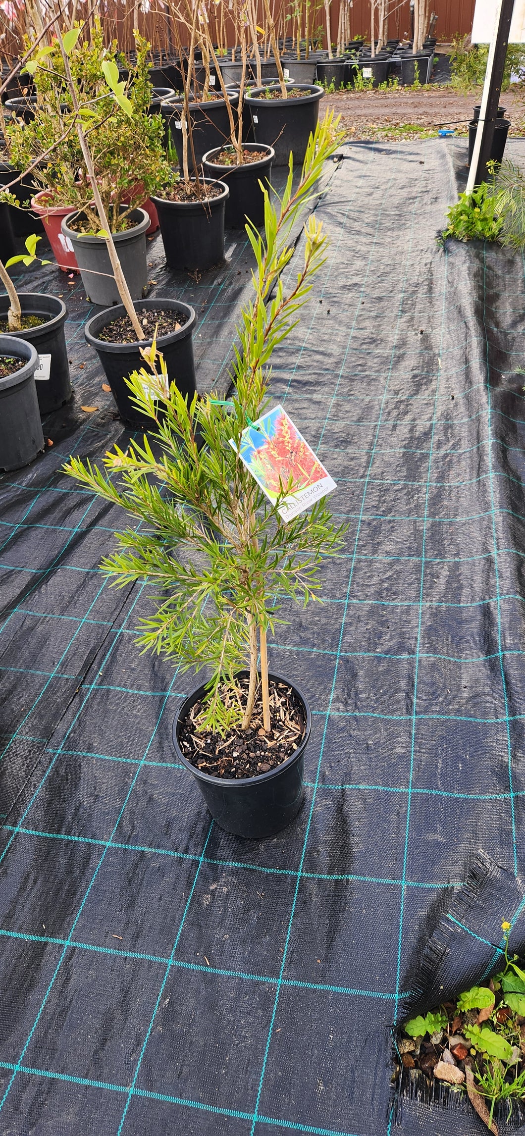 Callistemon Dawson River Weeper