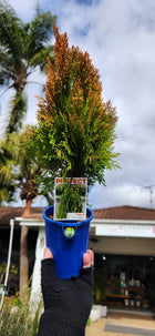 THUJA AUREA NANA 100MM Sydney's Plant Market