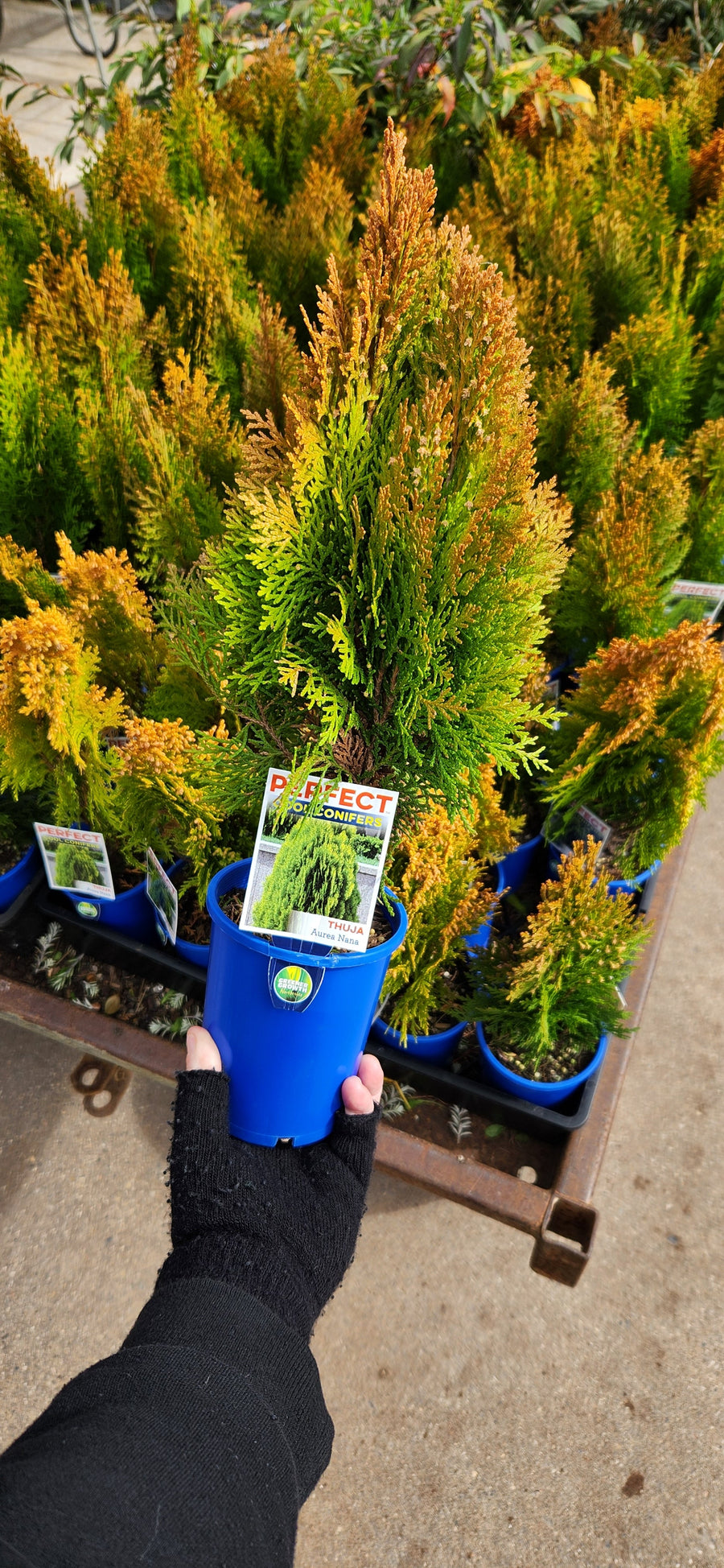 THUJA AUREA NANA