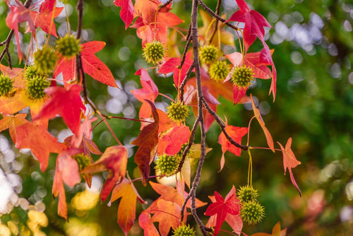 Liquidambar styraciflua Sydney's Plant Market