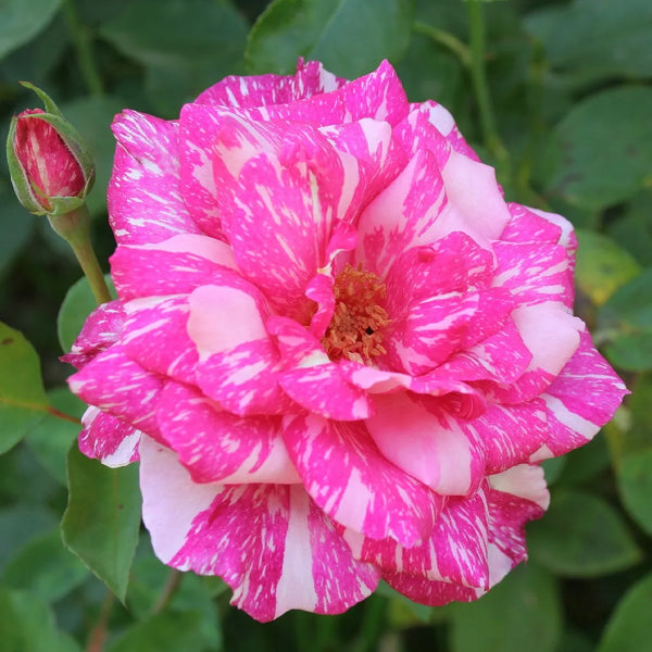 ROSA 'CANDY STRIPE' ROSE