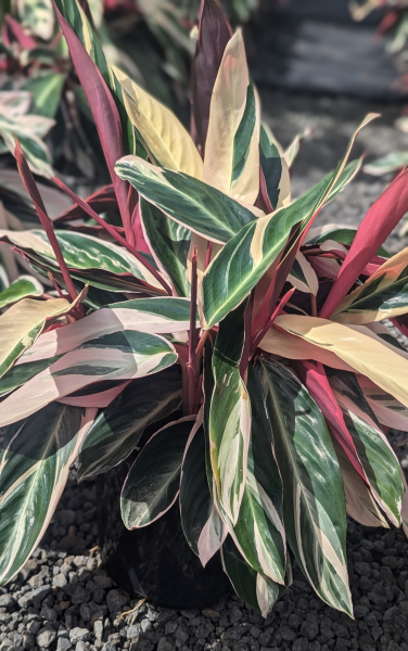 STROMANTHE SANGUINEA TRICOLOUR