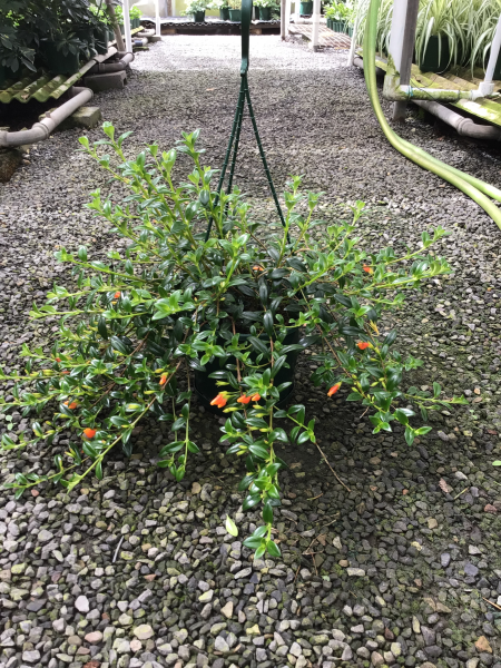 NEMATANTHUS GOLD FISH PLANT