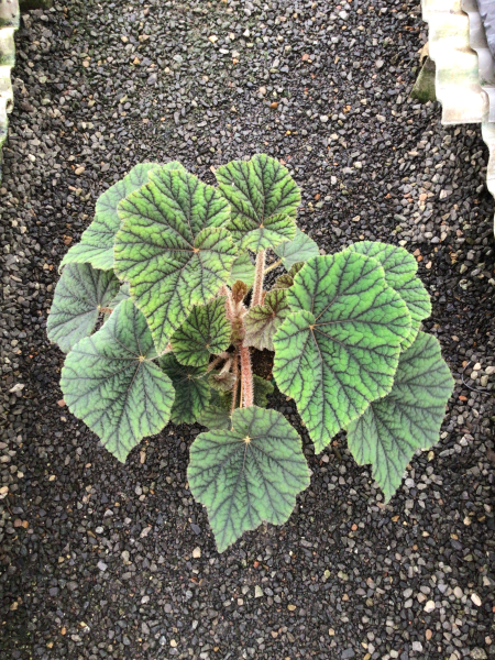 BEGONIA INCARNATA