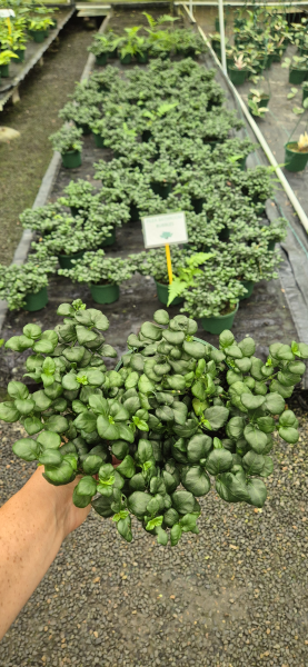 PILEA BATHROOM BUBBLES