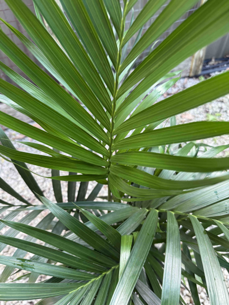 CHAMAEDORA ATROVIREN CASCADE PALM