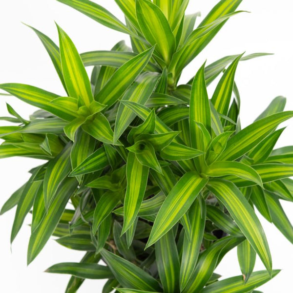 DRACAENA REFLEXA MALAY STRIPE