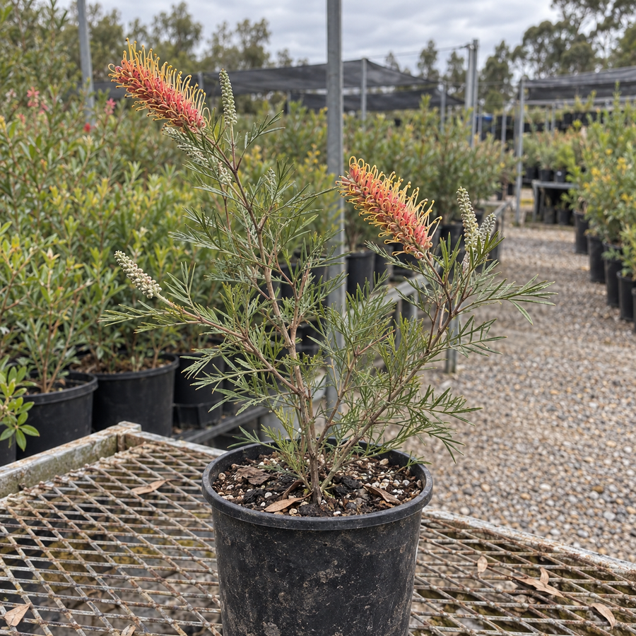 GREVILLEA 'KAY WILLIAMS'