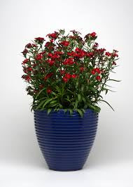 DIANTHUS ROCKIN RED 140MM Sydney's Plant Market