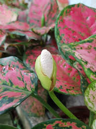 AGLAONEMA MIXED 250MM