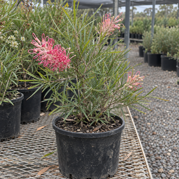 GREVILLEA SYLVIA