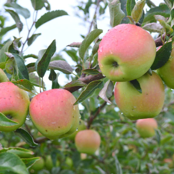2 WAY APPLE GOLDEN DEL- GRANNY SMITH