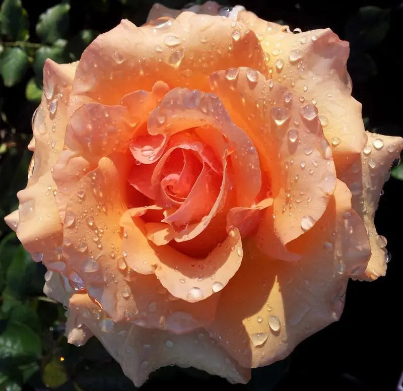 ROSA APRICOT NECTAR ROSE