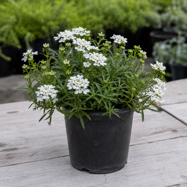 IBERIS SEMPERVIRENS CANDYTUFT