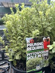 PITTOSPORUM HOLE IN ONE 200MM