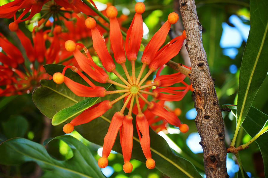 STENOCARPUS SINUATUS 'FIREWHEEL TREE'