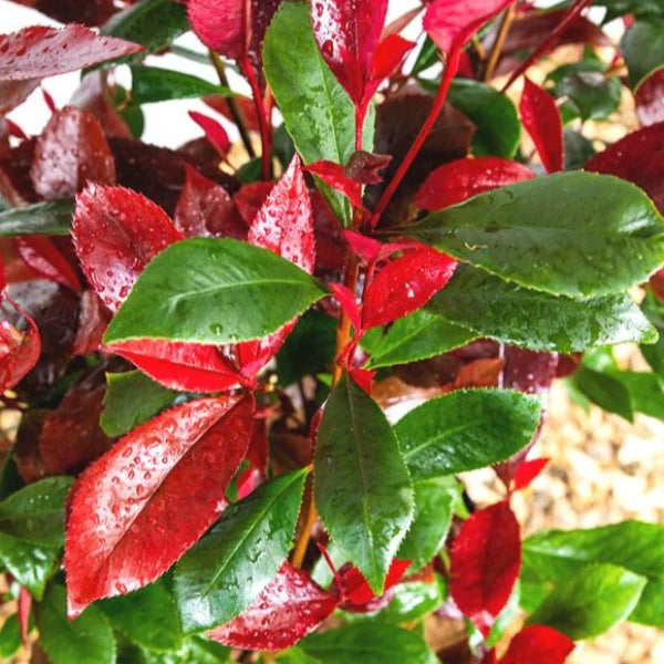 PHOTINIA RED ROBIN