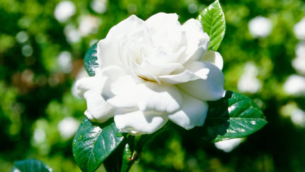 GARDENIA 'AIMEE YOSHIBA' STANDARD