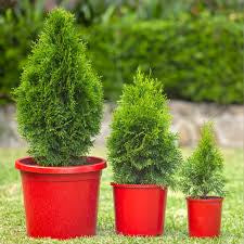THUJA OCCIDENTALIS SMARAGD 300MM Sydney's Plant Market