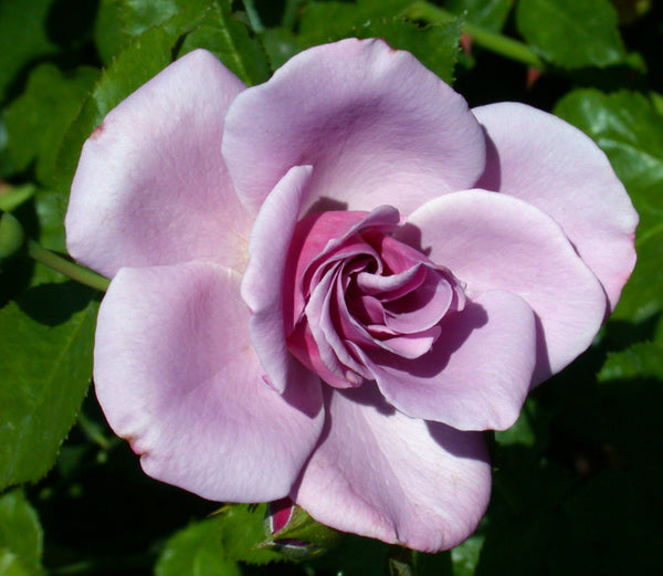 ROSA ' BLUEBERRY HILL' ROSE