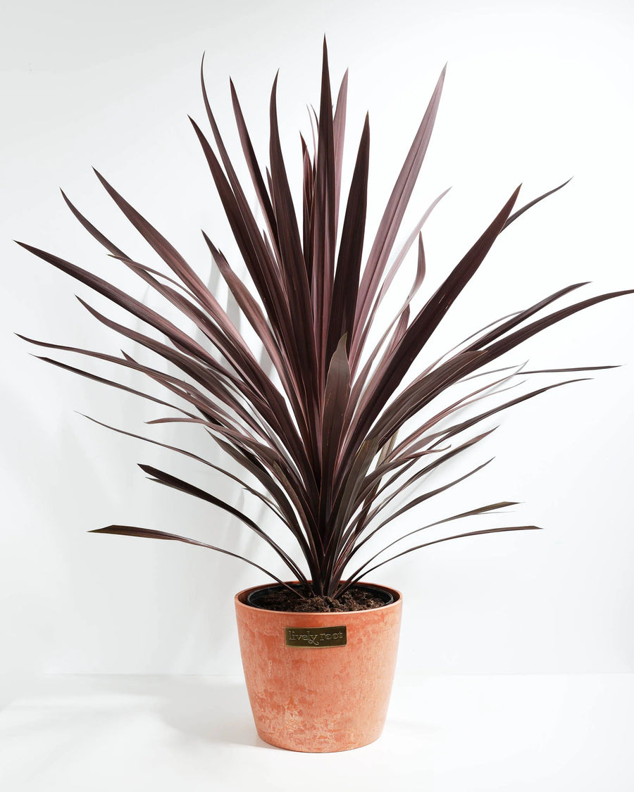 CORDYLINE - RED SENSATION - HOMEGROWN - 200MM