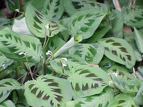 MARANTA LEUCONEURA 'PRAYER PLANT' Sydney's Plant Market
