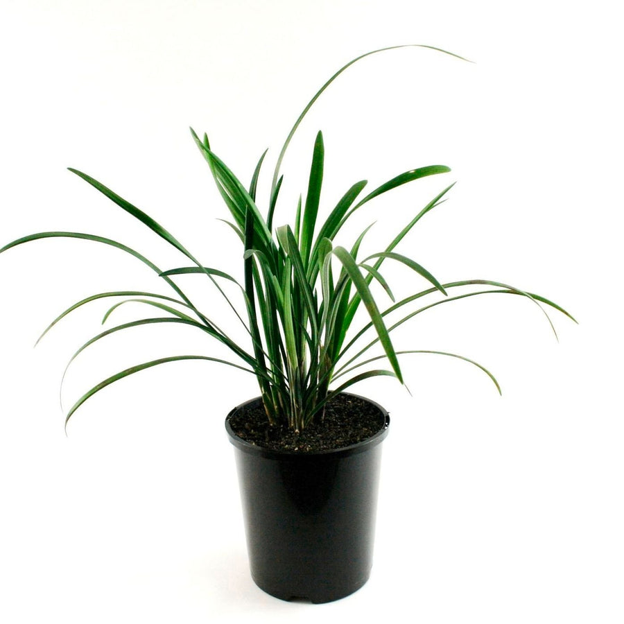 LIRIOPE EVERGREEN GIANT