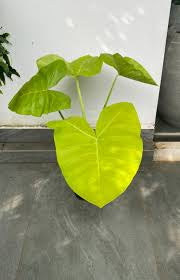 ALOCASIA LIME ZINGER 300MM