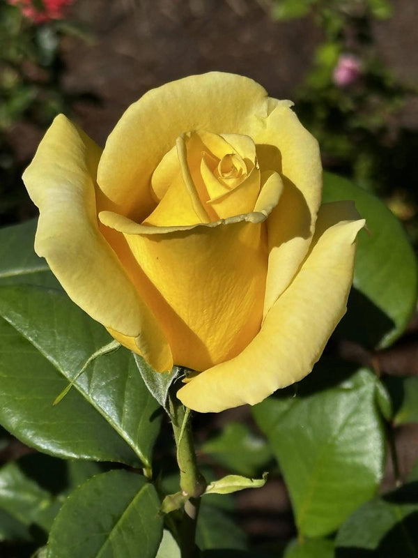 ROSA 'HELMUT SCHMIDT' ROSE