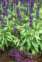 SALVIA 180MM Sydney's Plant Market