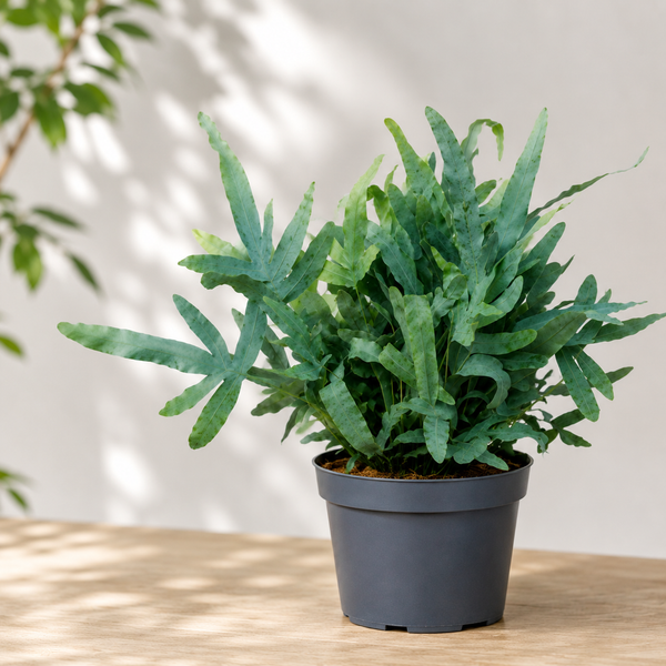 PHLEBODIUM AUREUM 'BLUE STAR' FERN