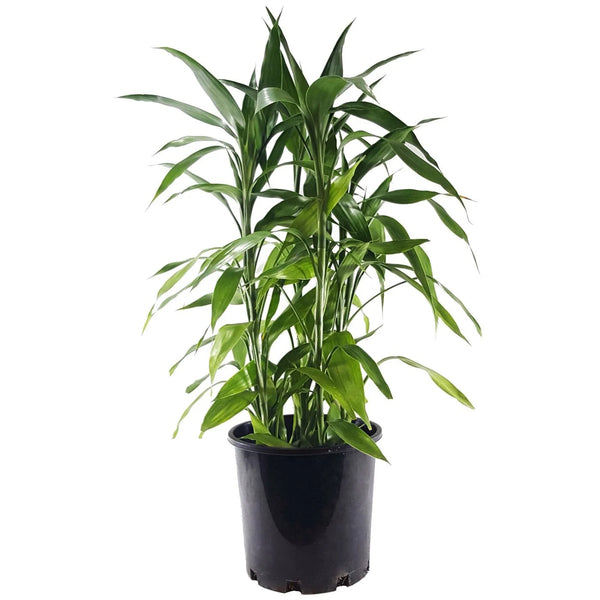 DRACAENA SANDERIANA 200MM