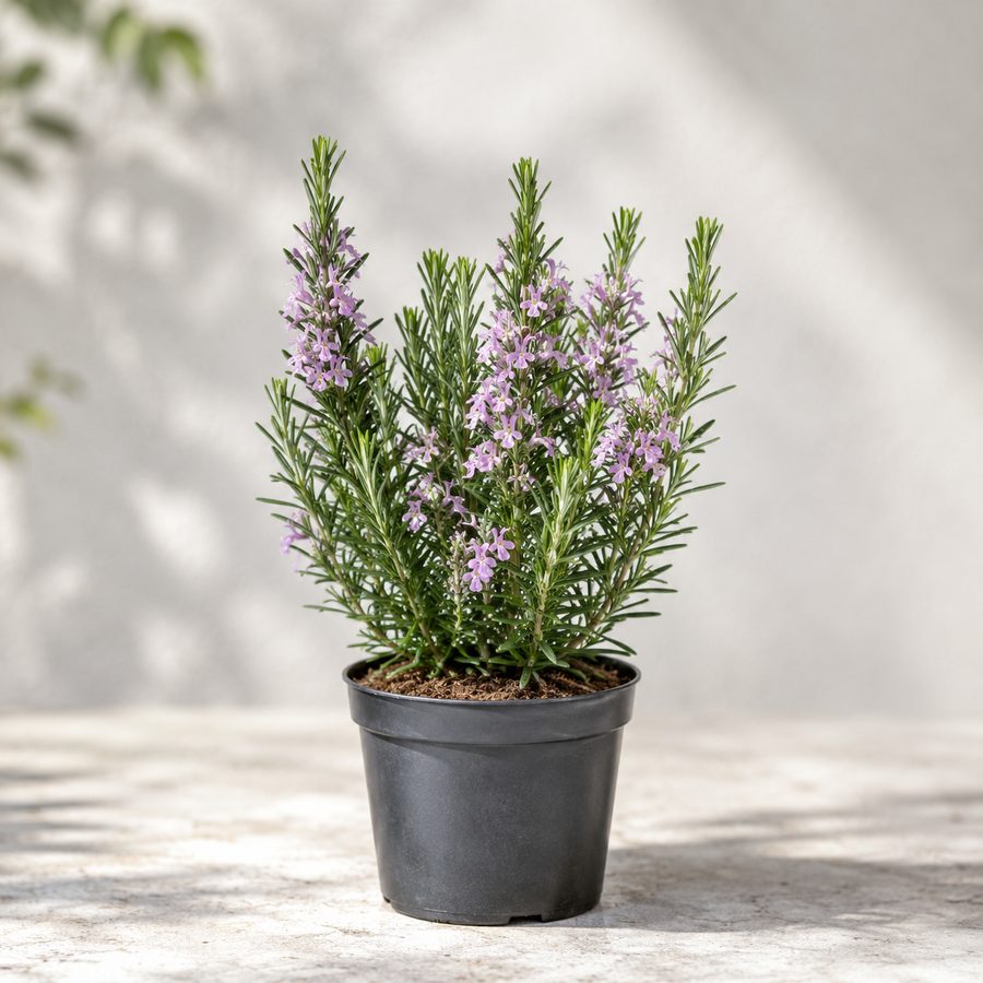 ROSEMARY PORTUGESE PINK