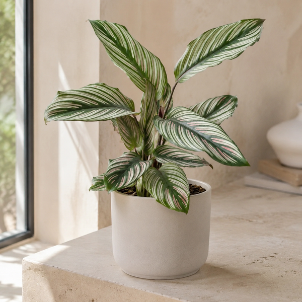 CALATHEA WHITE STAR
