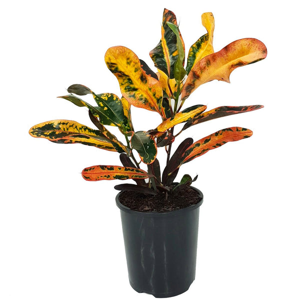 CODIAEUM MIX (CROTON) 180MM