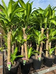 DRACENA FRAGRANS 'HAPPY PLANT' Sydney's Plant Market