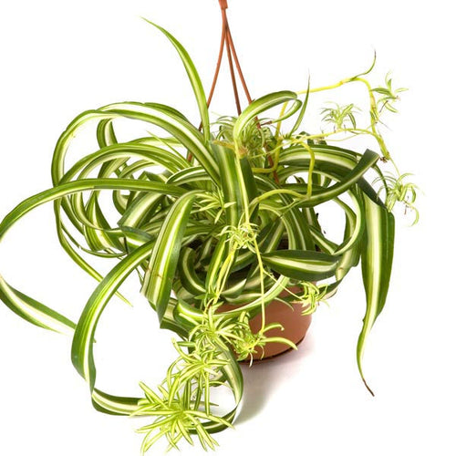 Curly Spider Plant ‘Bonnie’ Sydney's Plant Market